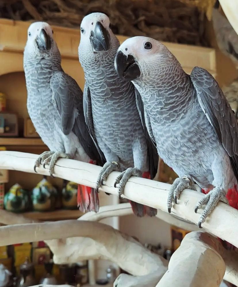 Gray African parrots 3 